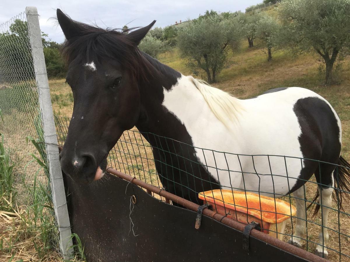 Villetta Aleanto Mentana Exterior foto